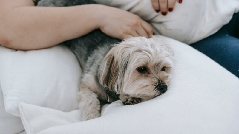 Criar cachorro em apartamento: Dicas práticas e o que diz a legislação brasileira